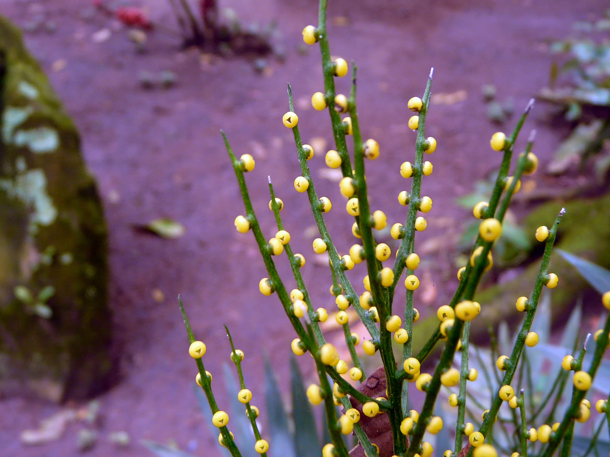Chamaedorea elegans